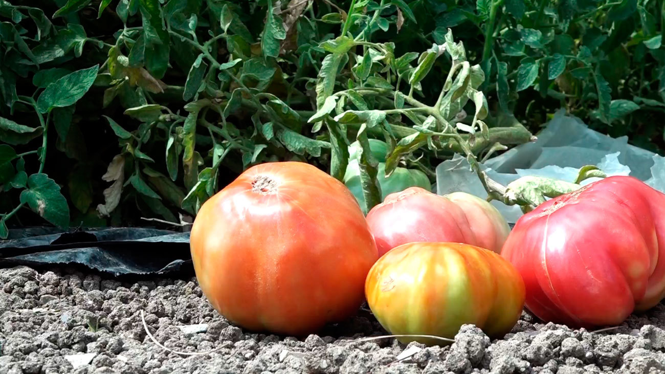 Estamos en época de tomate y su cotización sigue al alza