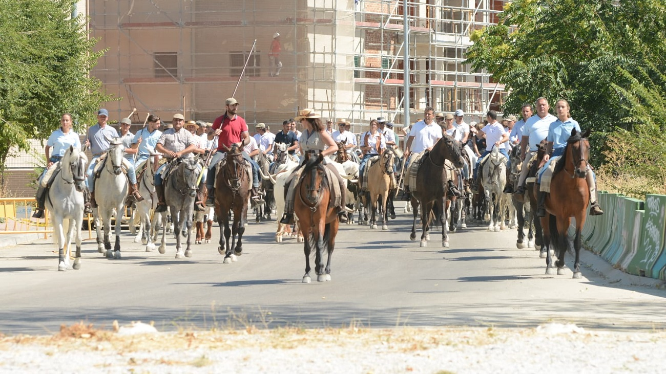 Tradicional traslado de bueyes que da comienzo a las fiestas de Colmenar Viejo