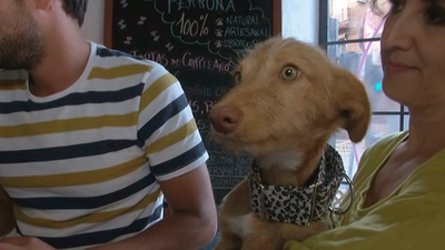 Khalesi y Nit, dos perros abandonados que buscan hogar