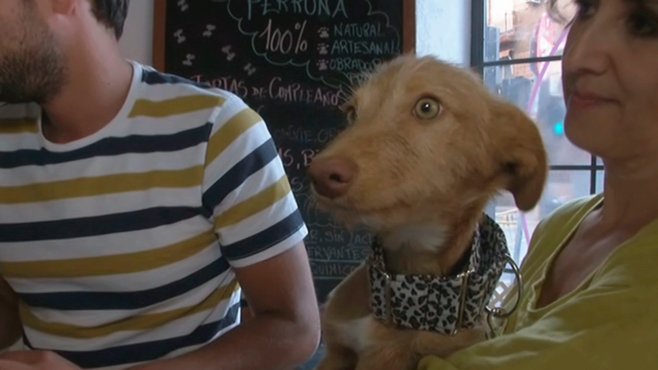 Khalesi y Nit, dos perros abandonados que buscan hogar