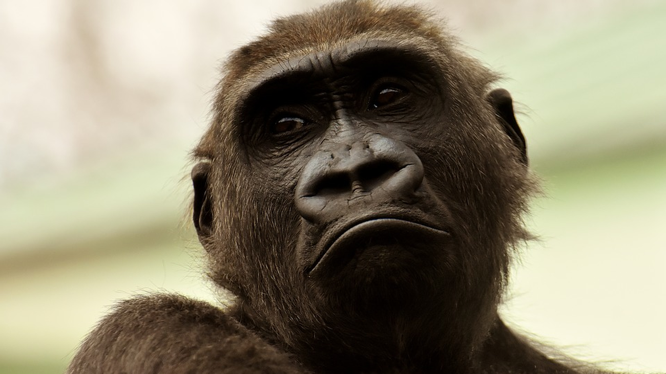 Tu 'crush' te ha dejado en 'visto'