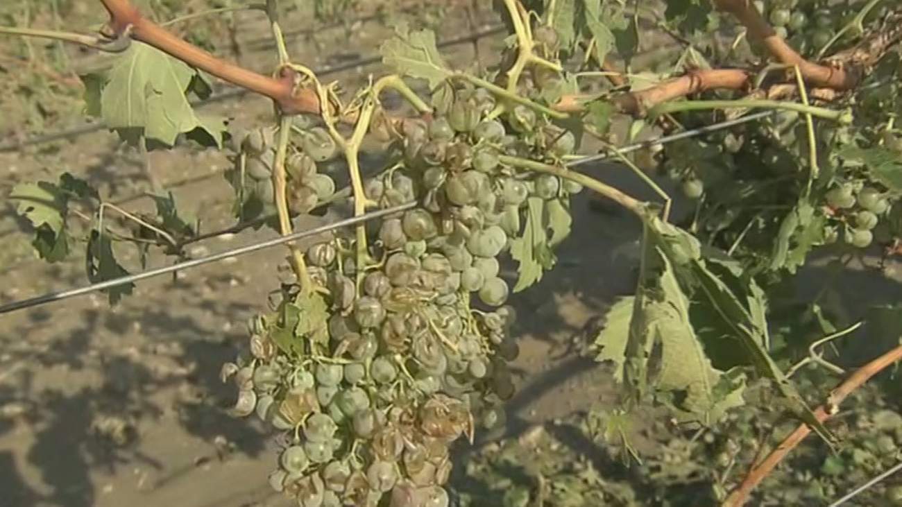 Los viñedos de Arganda,  arrasados por la tormenta