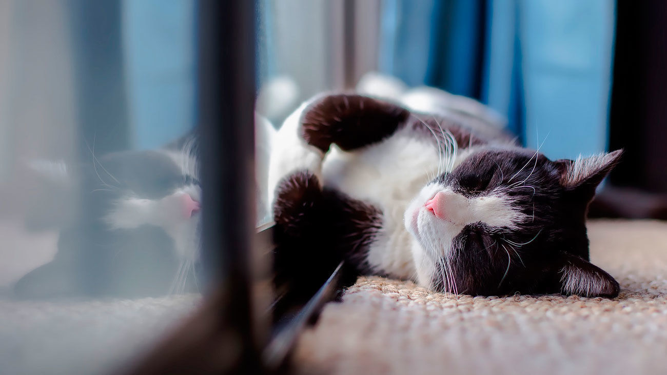 ¿Cuánto cuesta tener una mascota?