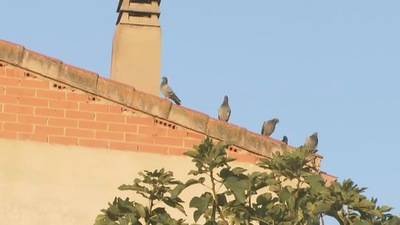 Los vecinos de Torrejón, desesperados por una invasión de palomas