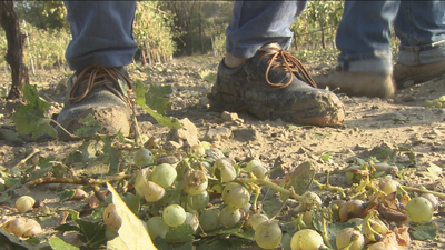 El granizo destroza en Arganda un 90% de la cosecha de aceituna y un 75% de la de uva
