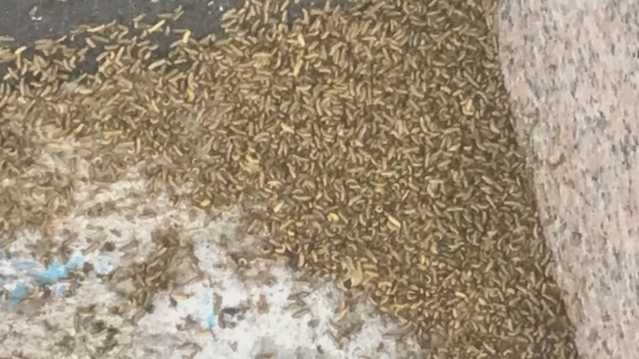 Preocupación entre los vecinos de Móstoles por la plaga de galeruca