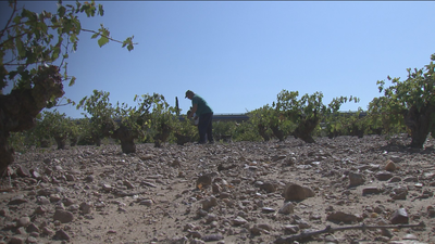 Arganda pierde el 65% de producción de uva tras la tormenta de granizo