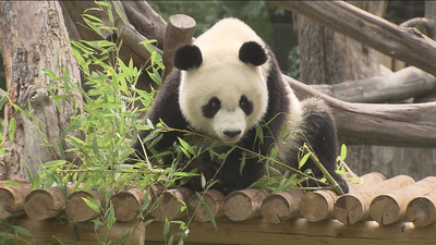 Zoo Aquarium de Madrid celebra el cumpleaños de Chulina