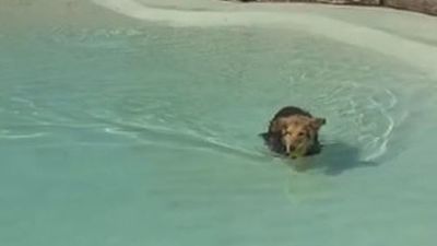 Parla pide una excepción legal para poder retomar el día para perros en su piscina