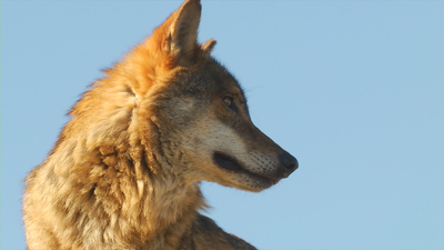 Nuevos ataques de lobos en Garganta de los Montes