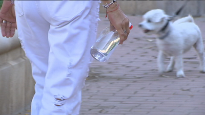 Las multas en Madrid si no limpiamos el orín de nuestras mascotas