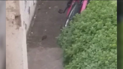 Hartos de las ratas en Villaverde