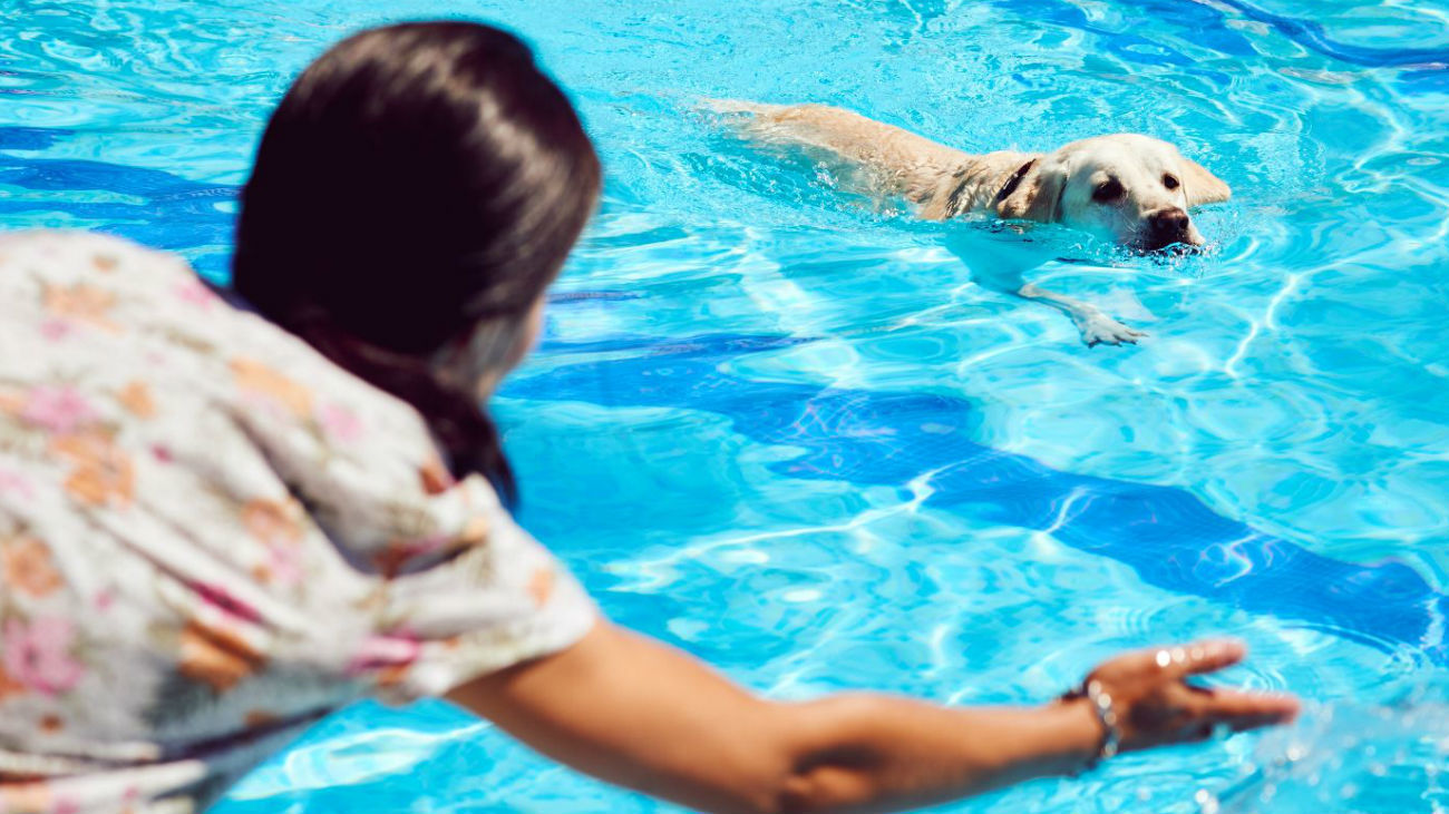 Los perros de Rivas se bañan en el primer chapuzón perruno