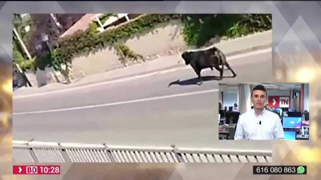 Susto tremendo en el último encierro de Morata de Tajuña