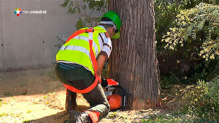 Las ONGs llaman a plantar y regar un árbol en Madrid tras el desastre de la  Amazonia