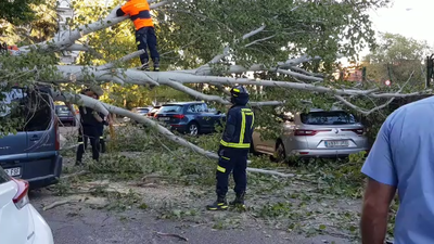 Cae un gran árbol sobre varios coches en Herrera Oria