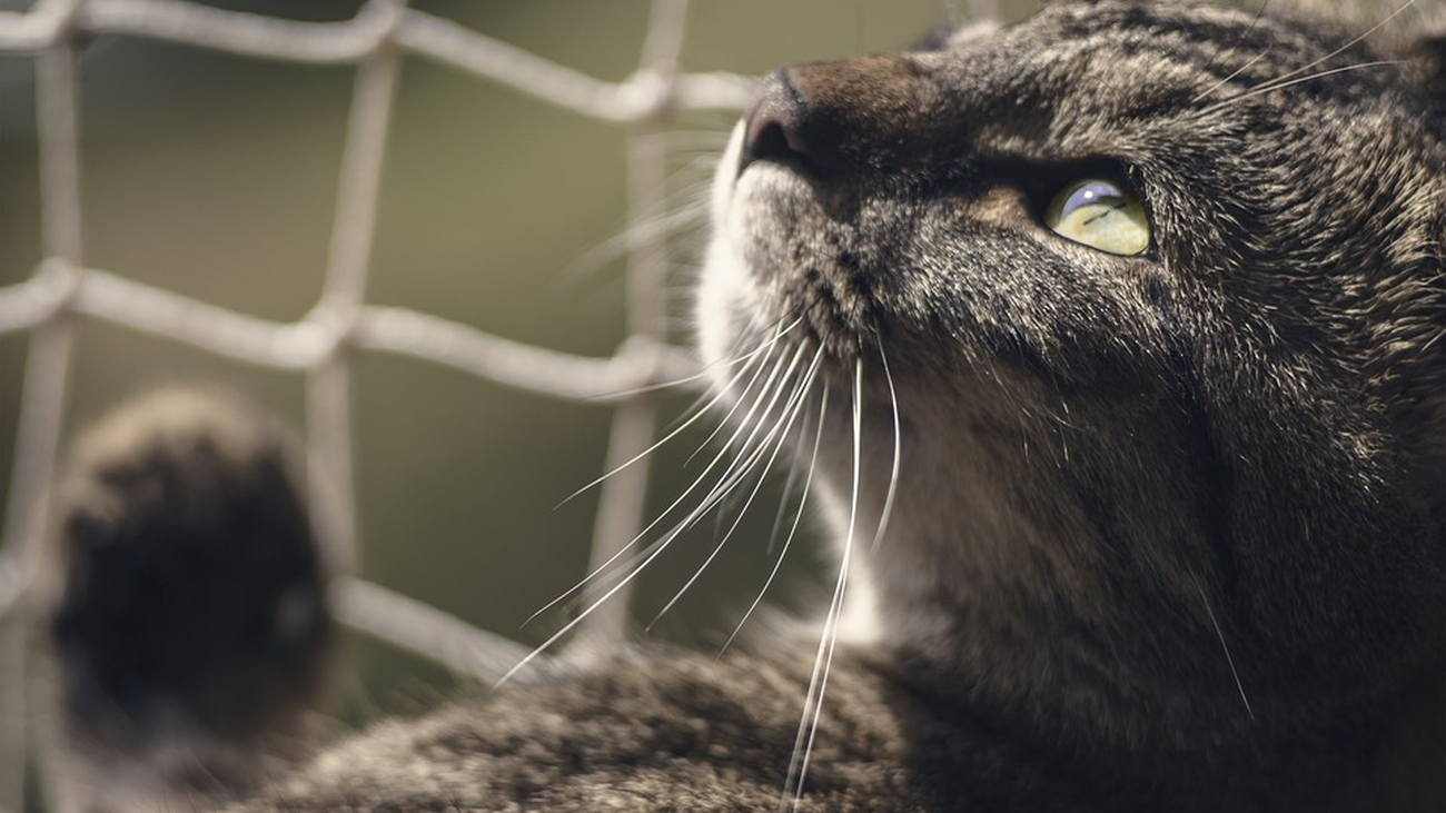 Defender los derechos de los animales a golpe de click