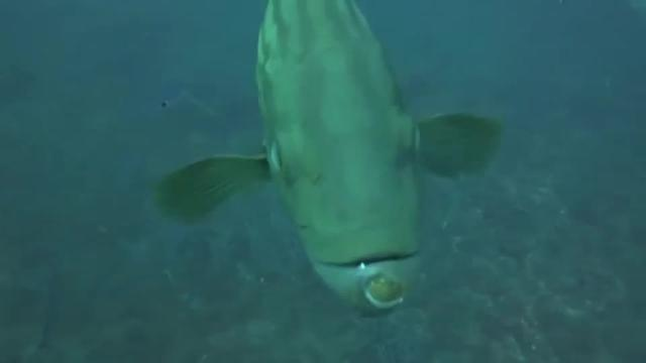 Visitamos la reserva marina de Cabo de Palos