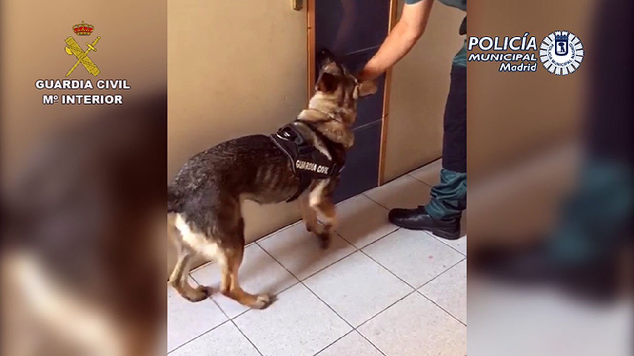 Desarticulada una organización que introducía cocaína a través del aeropuerto Madrid- Barajas