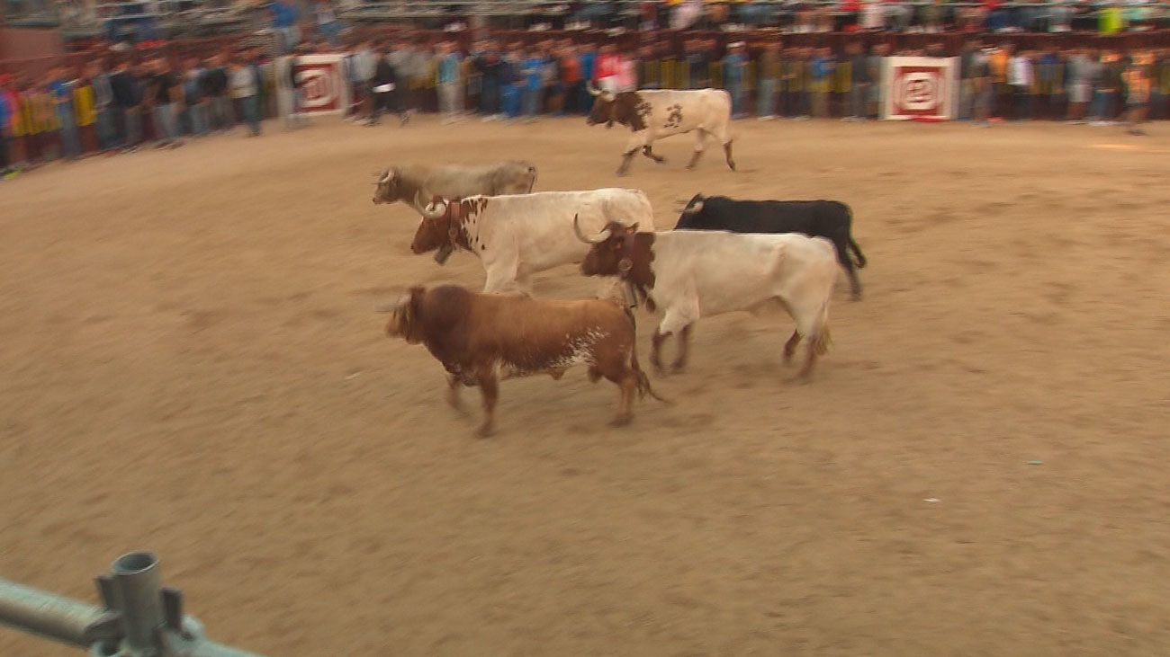 El segundo encierro de las Fiestas de Arganda se desarrolla sin sustos