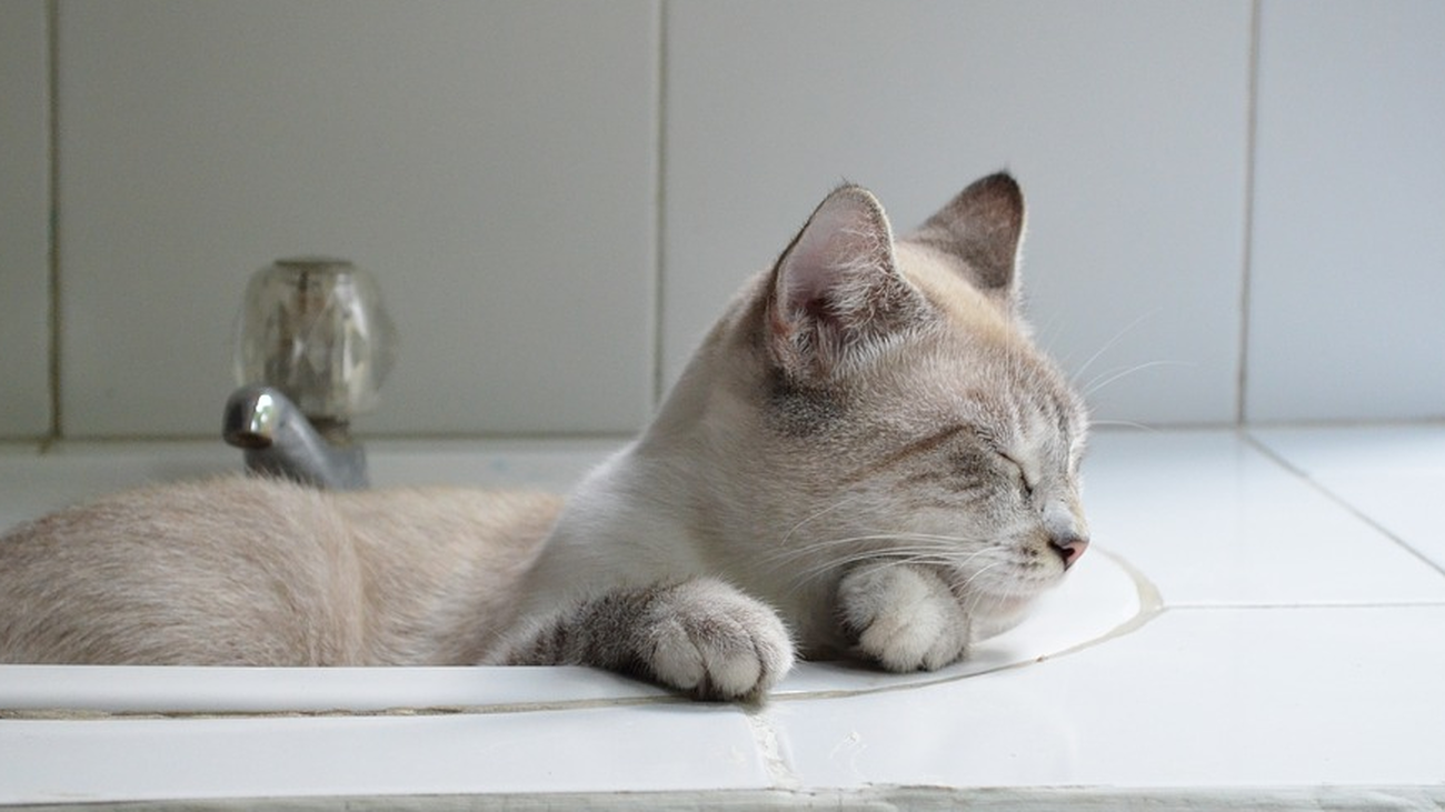 El negocio de la siesta en Madrid