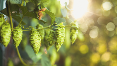 El 'oro verde' empieza a tener su hueco en Madrid