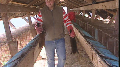 Santa María de la Alameda, un pueblo contra los visones