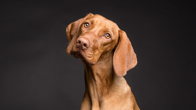 Las guarderías en Madrid que cuidarán de tu perro