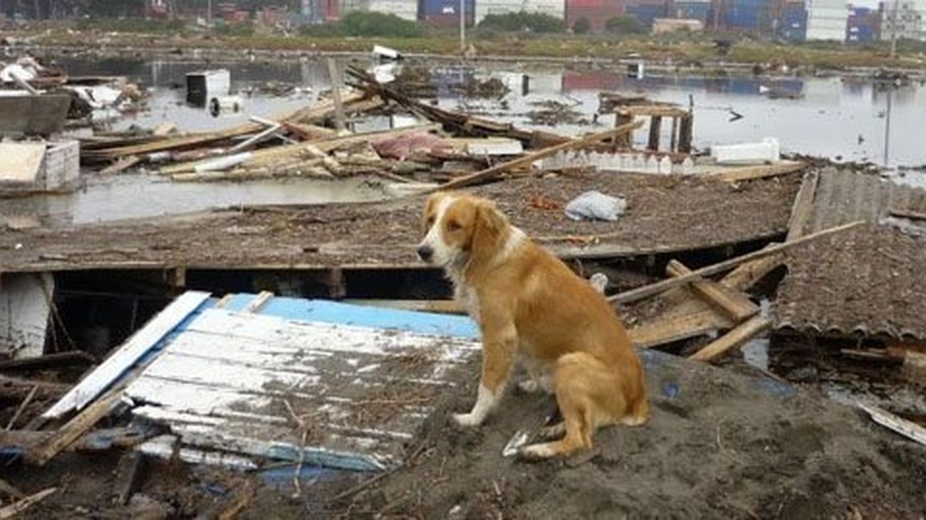 Cómo salvar a las mascotas en caso de inundación