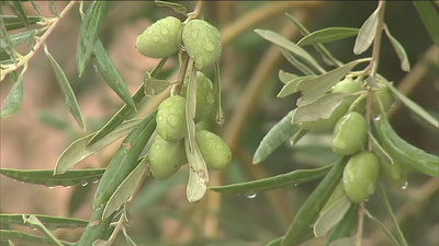 Pocos daños en el campo madrileño por las tormentas