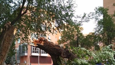 Cae la rama de un árbol cerca de un colegio en la zona de Quintana