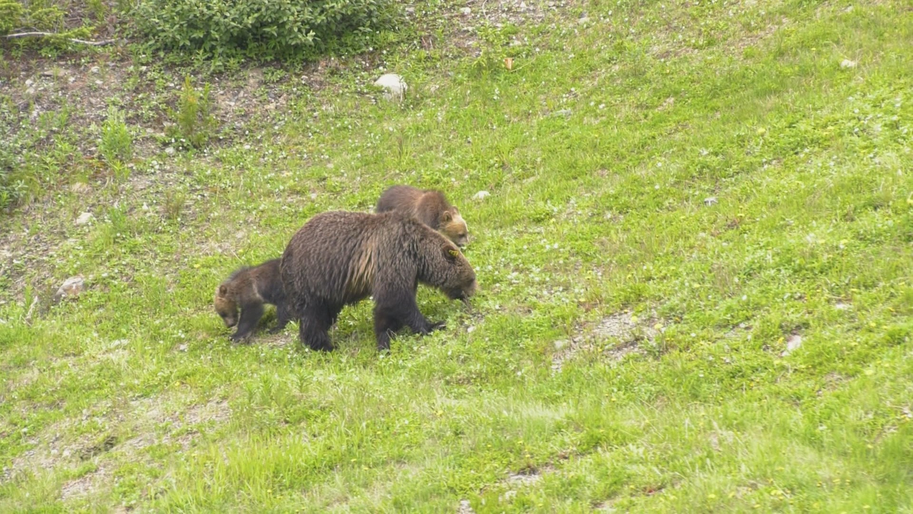 ¿Qué sabes de los osos grizzly?