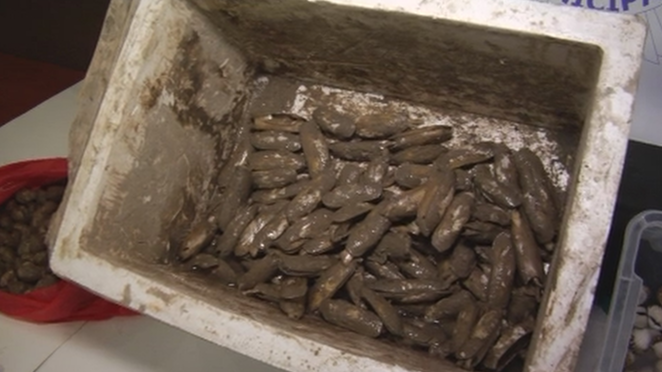 Pillados sirviendo dátiles de mar, especie protegida, en un restaurante de Usera