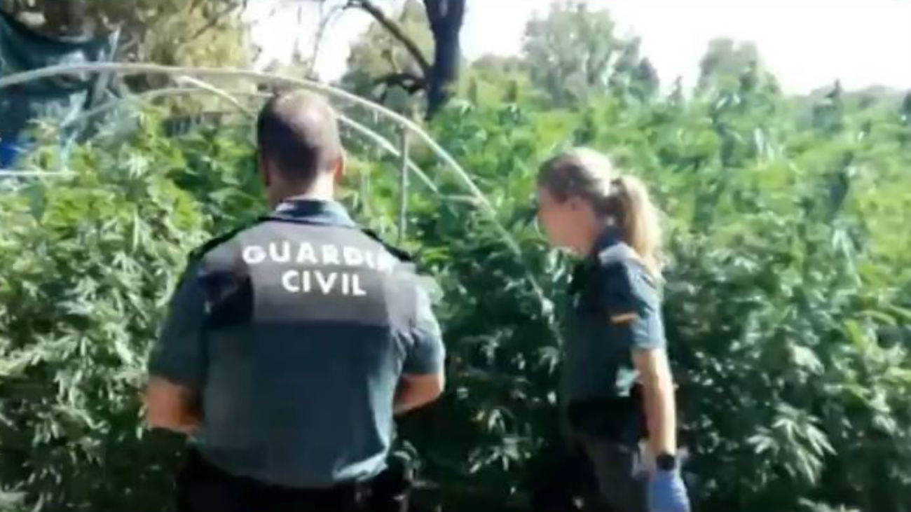 La Guardia Civil en la plantación de marihuana