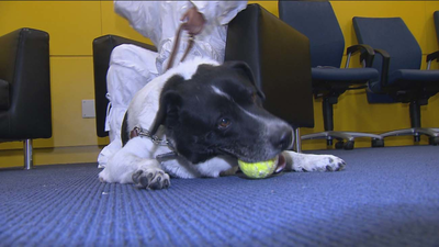 Perros adiestrados para rastrear chinches