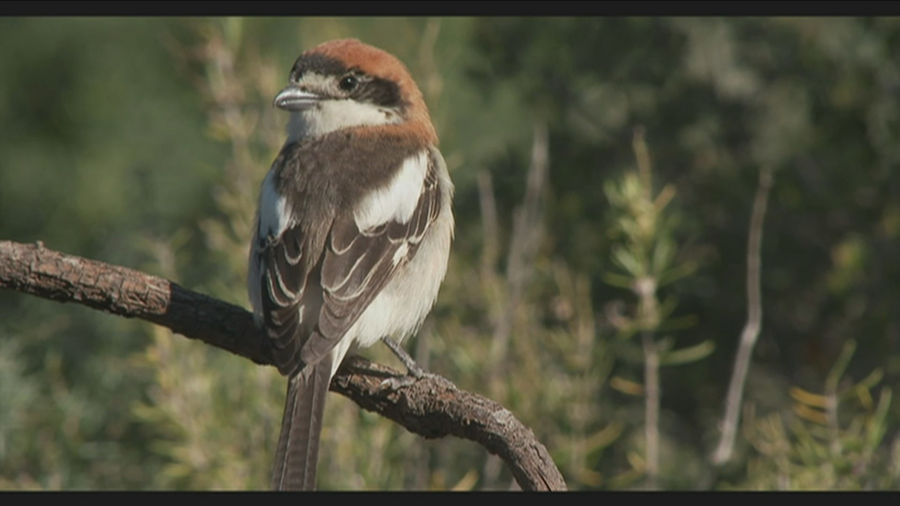 Hasta 3.000 millones de pájaros menos debido al cambio climático