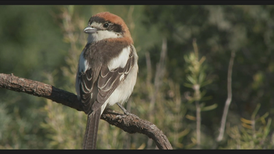 Hasta 3.000 millones de pájaros menos debido al cambio climático
