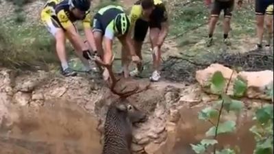 Unos ciclistas salvan a un ciervo de morir ahogado en Huéscar