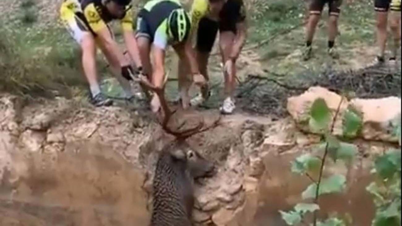 Unos ciclistas de Huéscar salvan a un ciervo de morir ahogado