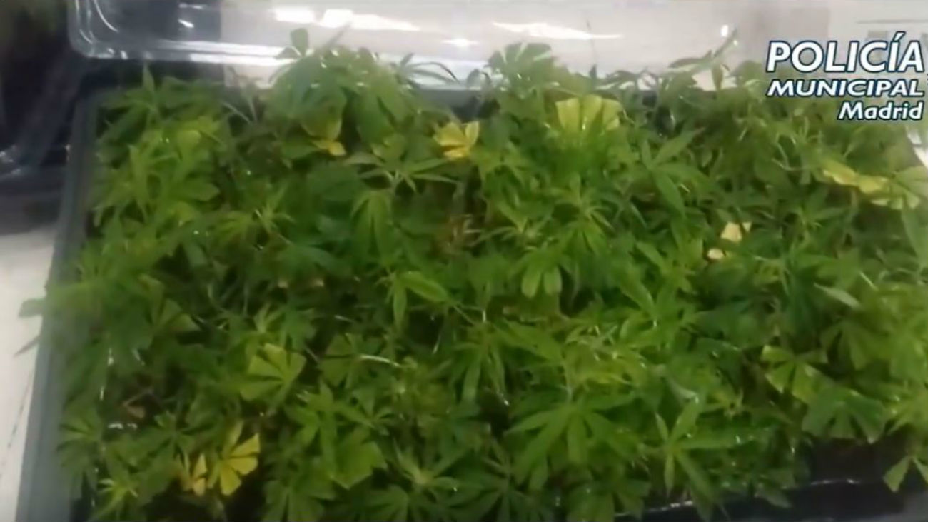 Detenido en Arganzuela el conductor de una furgoneta con 1.130 plantas de marihuana