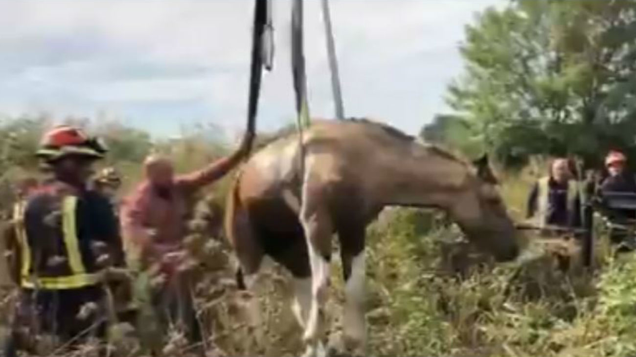 Sacan a un caballo con una grúa