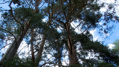 El Pinar de los Belgas, un paraíso forestal