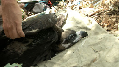 El refugio del buitre negro