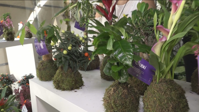 Conocemos a Ofir, creadora de plantas artesanales y únicas