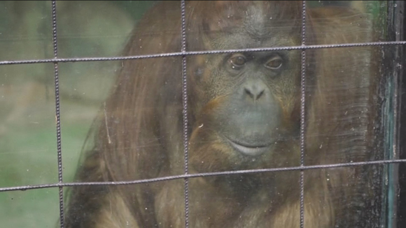 ‘Sandra’, la orangutana que se convirtió en "persona no humana" se traslada a un santuario