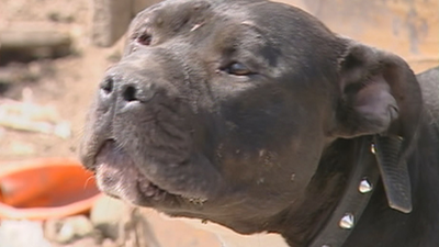 ¿Crees que se debería prohibir la tenencia de perros peligrosos?