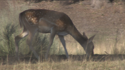 La berrea de los ciervos, un espectáculo sonoro en El Pardo