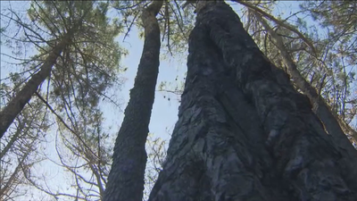 Tres meses después... Cadalso se recupera del incendio