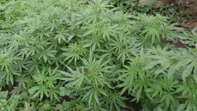 La Guardia Civil descubre 1.227 plantas de marihuana en Miraflores de la Sierra