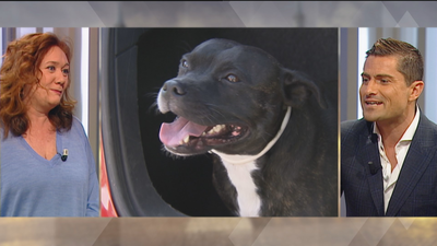 ¿Crees que se debería prohibir la tenencia de perros peligrosos?